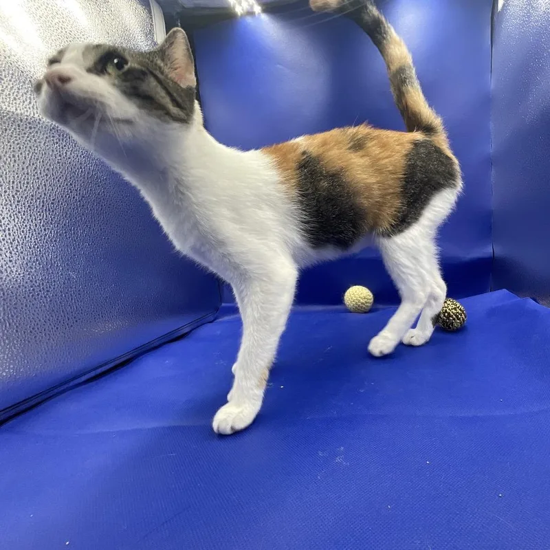 A young small-sized female Calico Domestic Short Hair cat named Aspen for adoption in Gonzales, LA