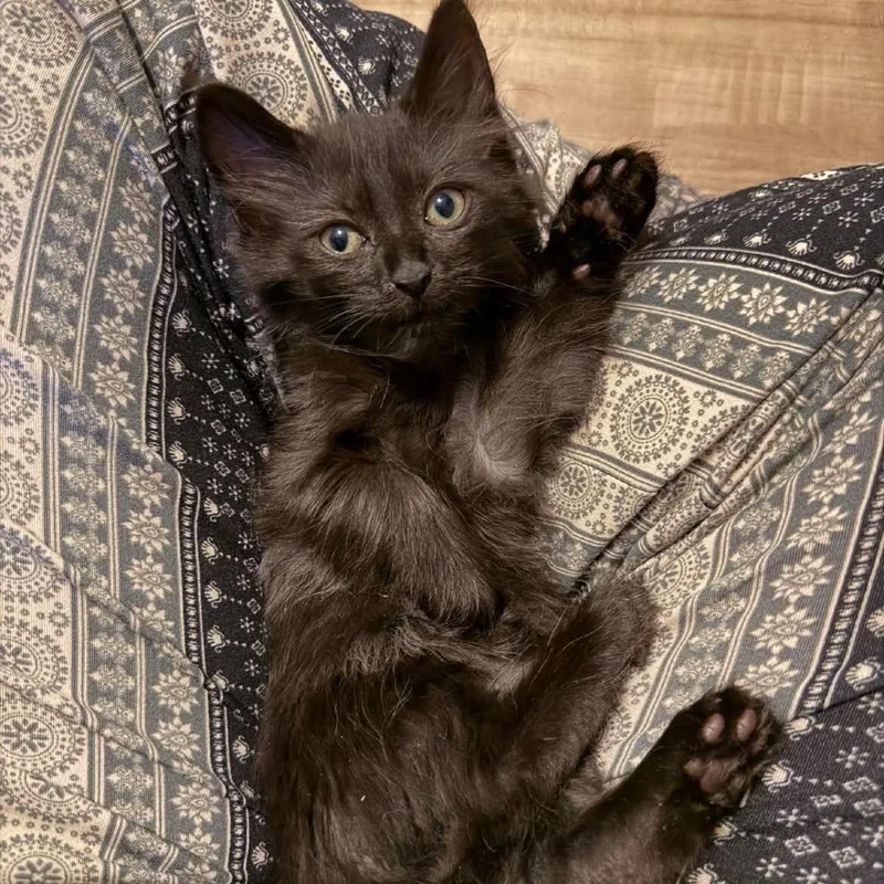 A baby small-sized female Domestic Long Hair cat named Jasmine for adoption in Jarrettsville, MD
