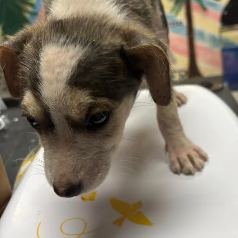 A baby small-sized female Black Mixed Breed dog named Avox for adoption in Lufkin, TX