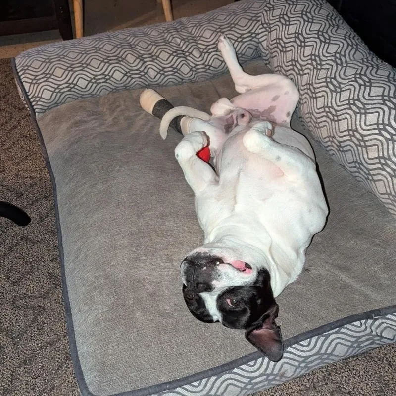 An adult medium-sized male Mixed Breed dog named Saint Paul for adoption in Chicago, IL