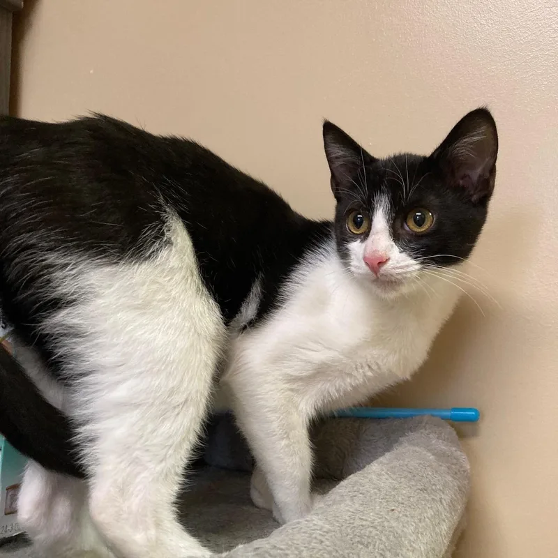 A baby medium-sized male Black & White / Tuxedo Domestic Short Hair cat named Jackpot for adoption in Kankakee, IL