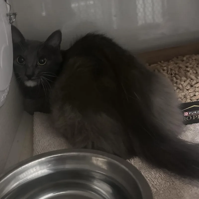 An adult small-sized female Gray / Blue / Silver Domestic Short Hair cat named Pinata for adoption in Yuma, AZ