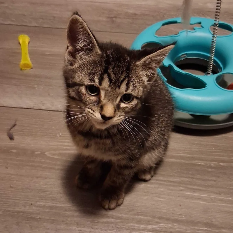 A baby medium-sized male Tabby (Brown / Chocolate) Domestic Short Hair cat named Platinum for adoption in East Amherst, NY