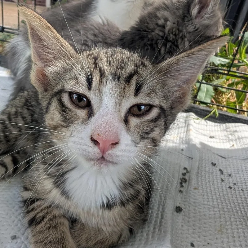 A baby small-sized male Gray / Blue / Silver Domestic Short Hair cat named Baby Teal for adoption in West Plains, MO