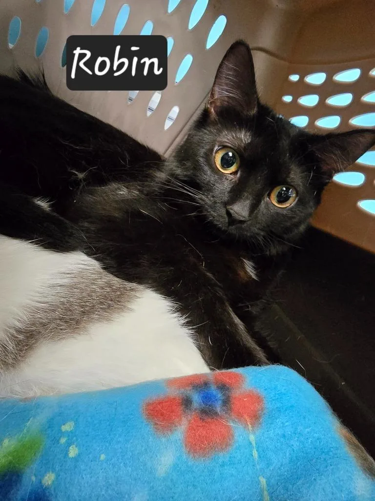 A young small-sized female Domestic Short Hair cat named Robin for adoption in Maumelle, AR