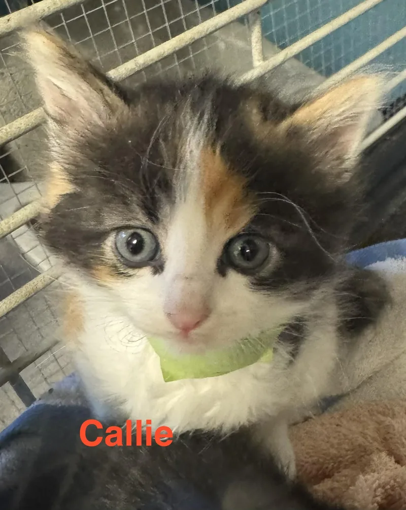 Callie