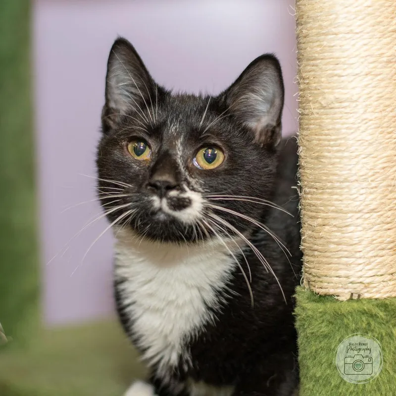 A young medium-sized male Black & White / Tuxedo Domestic Short Hair cat named Throh for adoption in Blairsville, PA