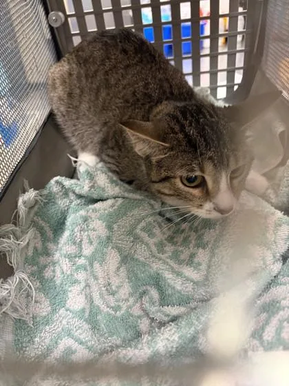 A young medium-sized female Domestic Short Hair cat named Ginny for adoption in Baraboo, WI