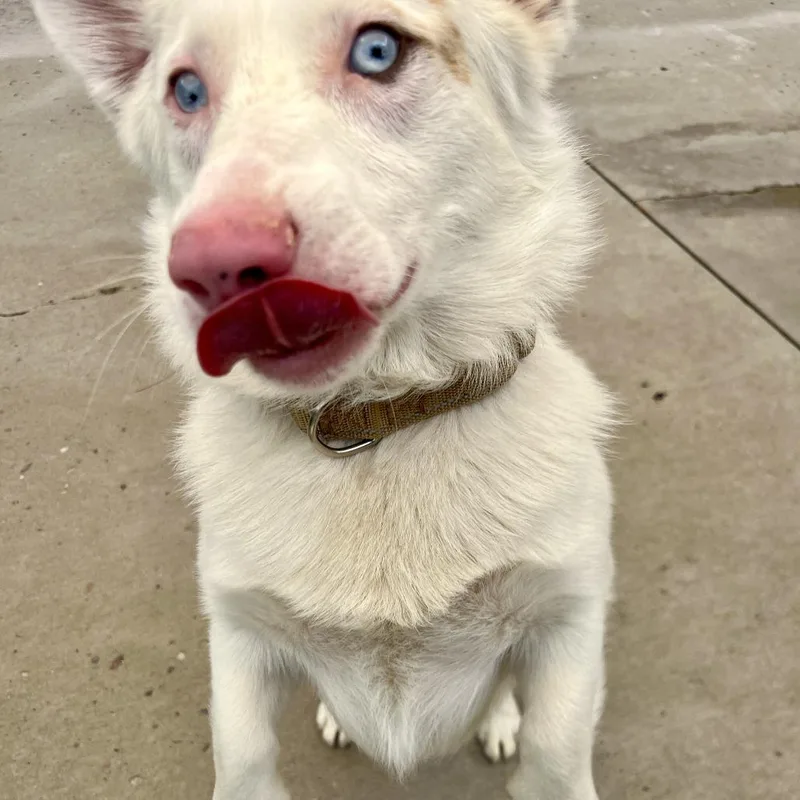 A young medium-sized male White / Cream Australian Cattle Dog / Blue Heeler dog named Gomez for adoption in Durango, CO