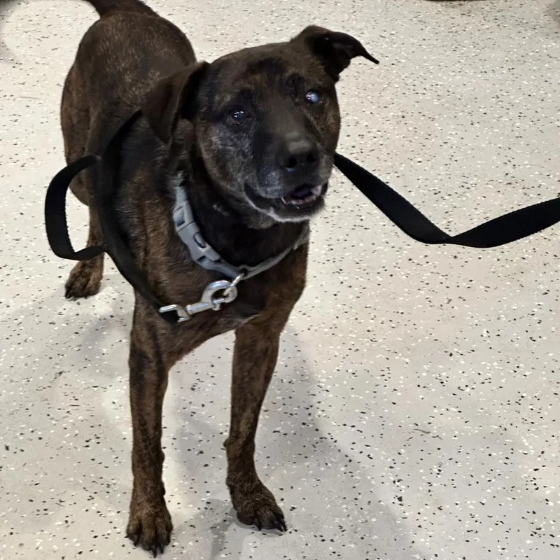 A senior medium-sized male Brindle Mixed Breed dog named Apollo for adoption in Port Charlotte, FL