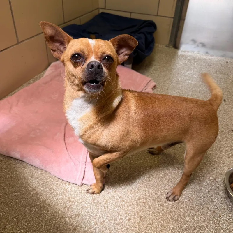 An adult small-sized male Yellow / Tan / Blond / Fawn Chihuahua dog named Montstray for adoption in Perkiomenville, PA