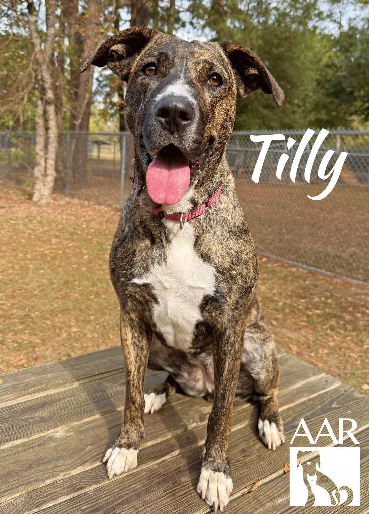 Tilly thumbnail 3