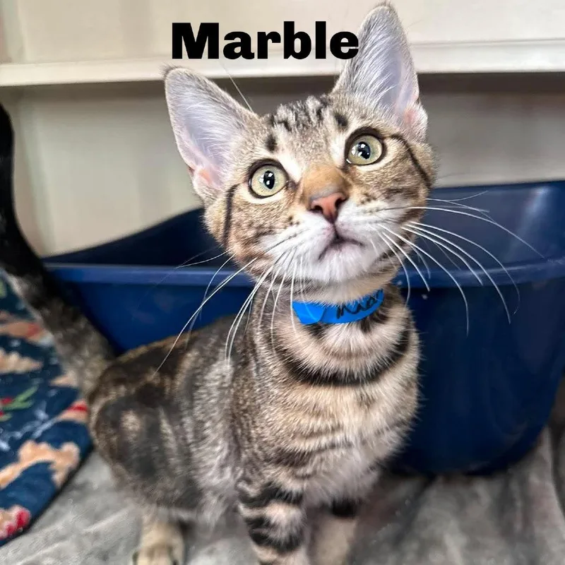 Marble