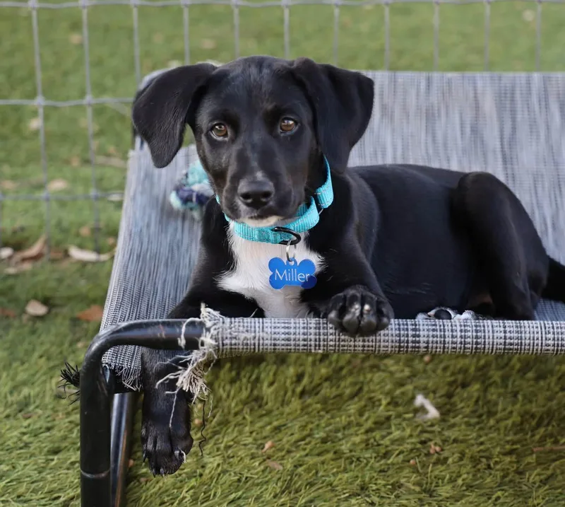 A young medium-sized female Australian Shepherd dog named Allie May for adoption in Southlake, TX