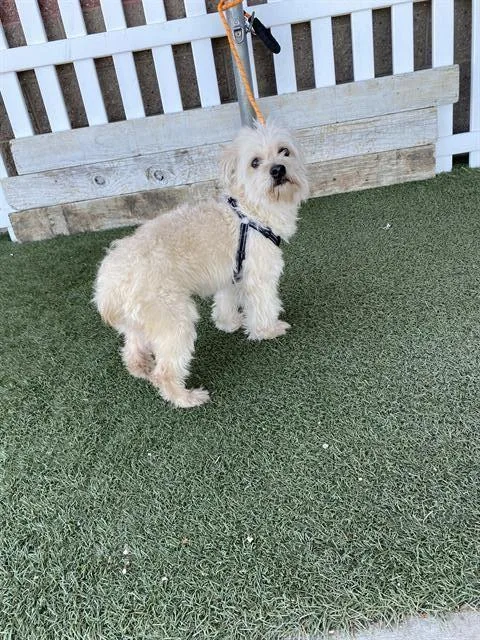 Yuki