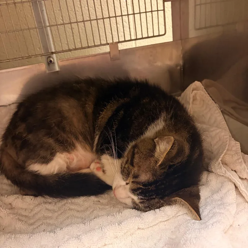 An adult medium-sized male Brown / Chocolate Domestic Short Hair cat named Navarre for adoption in Bristol, IN