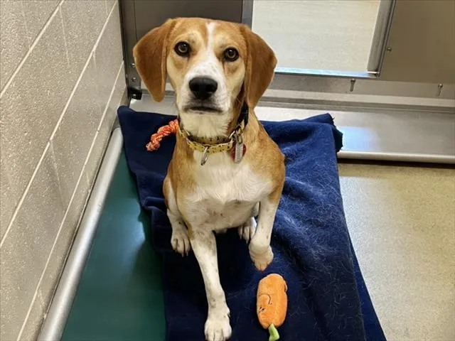 A young medium-sized male Hound dog named Todd for adoption in Chapel Hill, NC