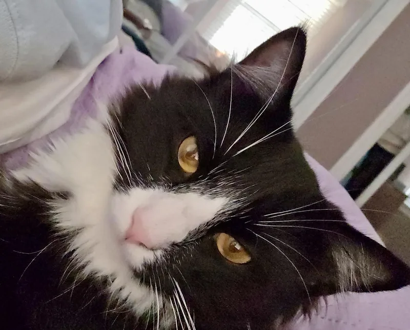 A young medium-sized male Black & White / Tuxedo Domestic Short Hair cat named Aiden for adoption in Cranford, NJ