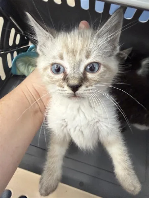 A baby medium-sized male Domestic Medium Hair cat named Ryan for adoption in Dallas, TX