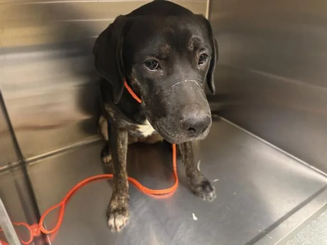 A young large-sized female Mastiff dog named Staryu for adoption in Tustin, CA