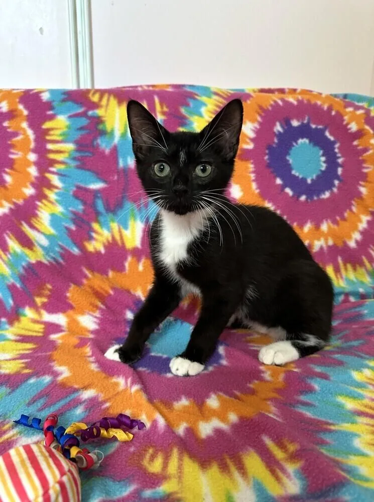 A baby medium-sized male Black & White / Tuxedo Domestic Short Hair cat named Jason Bourne for adoption in Elmsford, NY