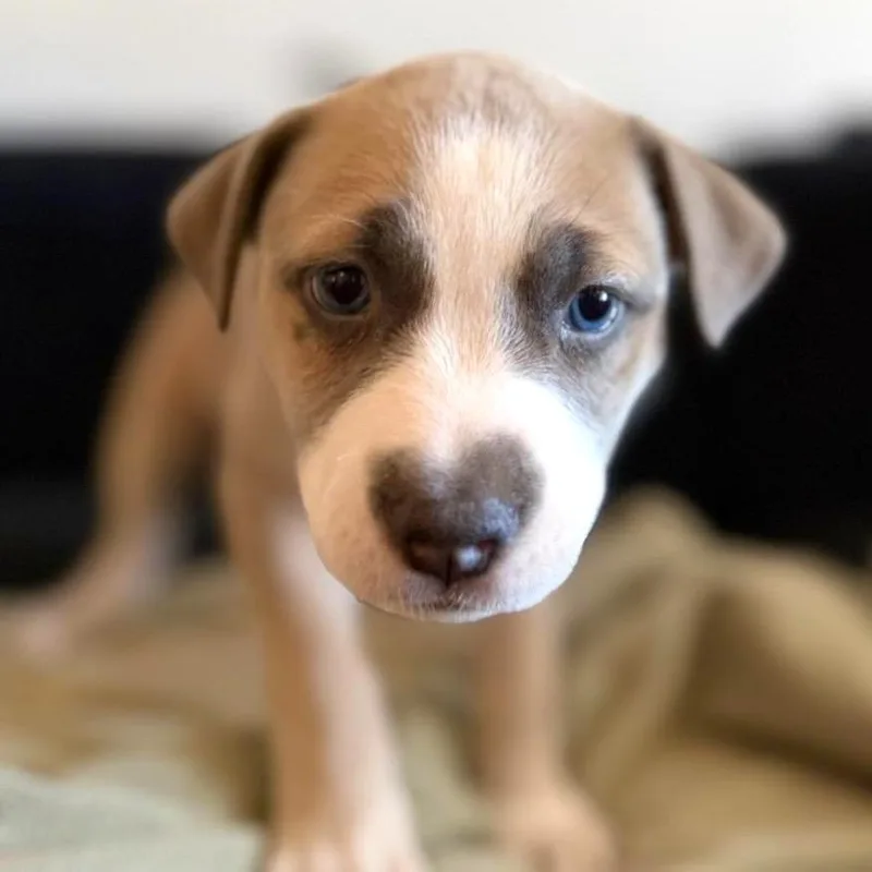 A baby small-sized male Gray / Blue / Silver Pit Bull Terrier dog named Carmel Latte for adoption in Las Vegas, NV