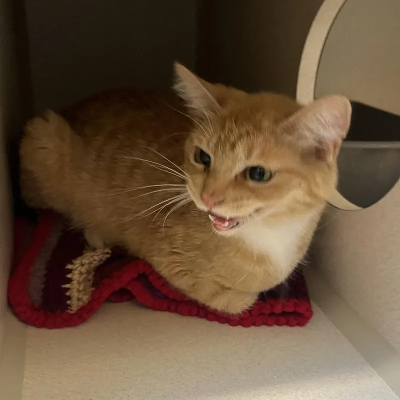 An adult medium-sized female Orange / Red Domestic Short Hair cat named Jade for adoption in Durango, CO