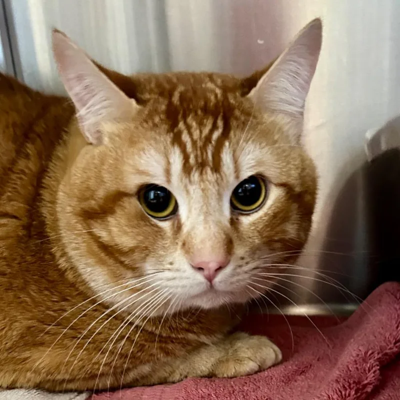 A young small-sized male Domestic Short Hair cat named Pebbles for adoption in Cottonwood, AZ