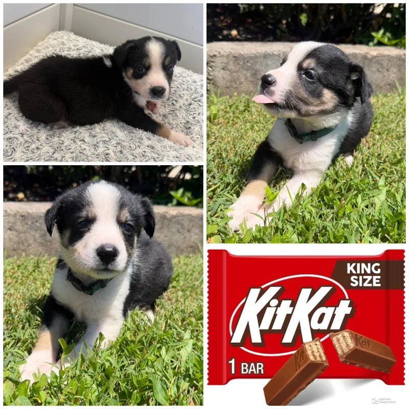 A baby medium-sized female Tricolor (Brown, Black, & White) Mixed Breed dog named Kit Kat for adoption in Spring hill, TN