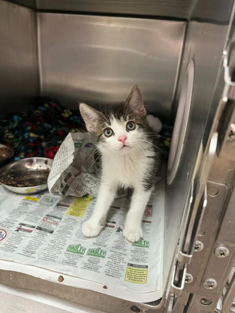 A baby small-sized male Domestic Short Hair cat named Hash Browns for adoption in Detroit, MI