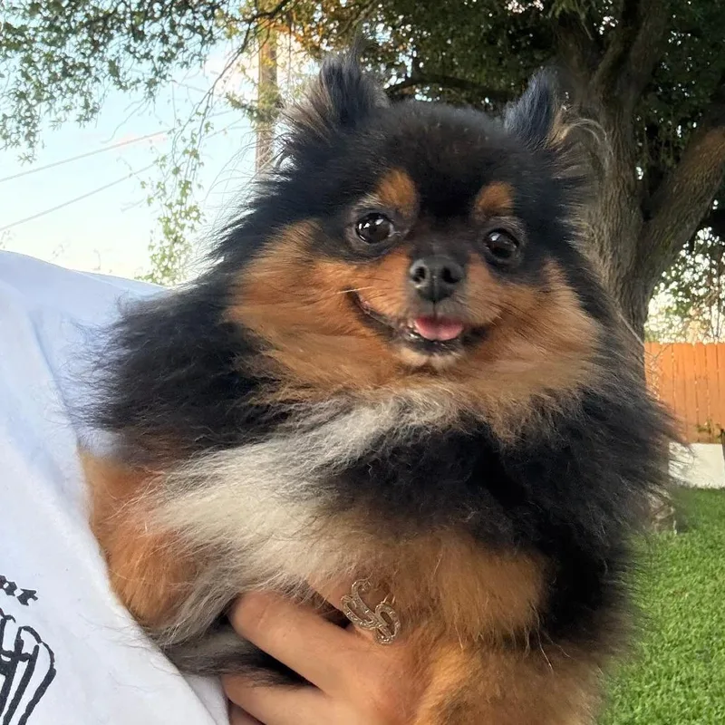 Sanita
