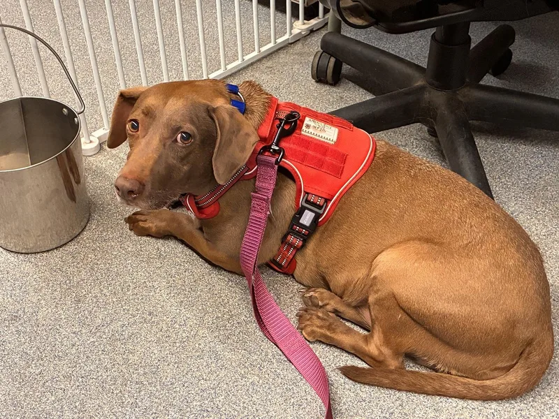 An adult medium-sized female Brown / Chocolate Hound dog named Lacey for adoption in Turners Falls, MA