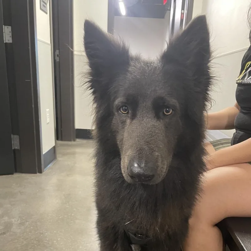 Koda