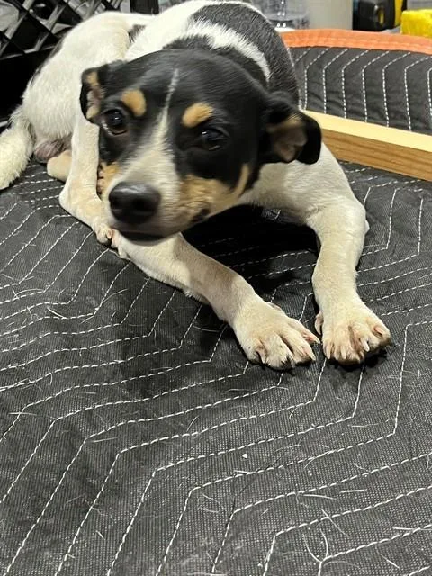 A young small-sized male Parson Russell Terrier dog named Ray for adoption in Miami, FL