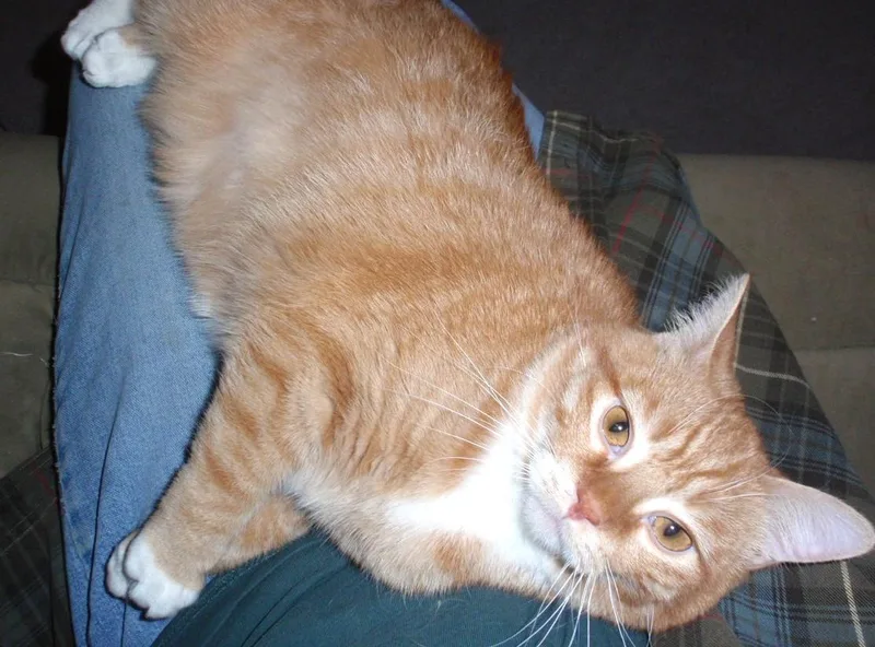 A young medium-sized male Orange / Red Tabby cat named Teddy for adoption in Delta, CO