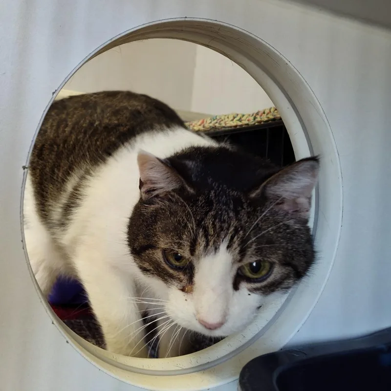 A senior large-sized male Orange / Red Domestic Short Hair cat named Charlie for adoption in Norfolk, NE