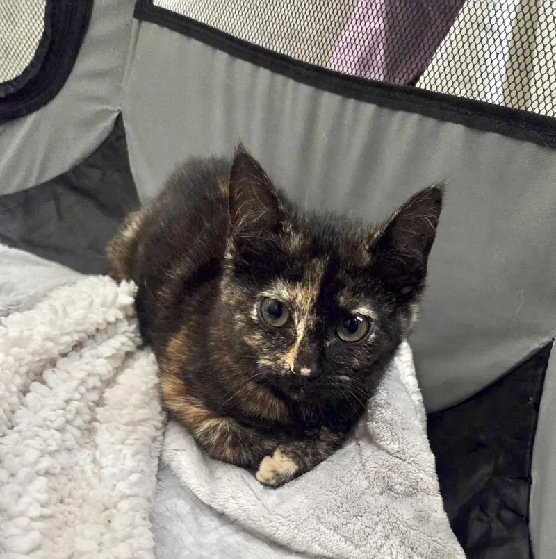 TortiFeasor