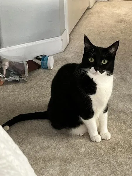 A senior medium-sized male Domestic Short Hair cat named George for adoption in Oceanside, CA