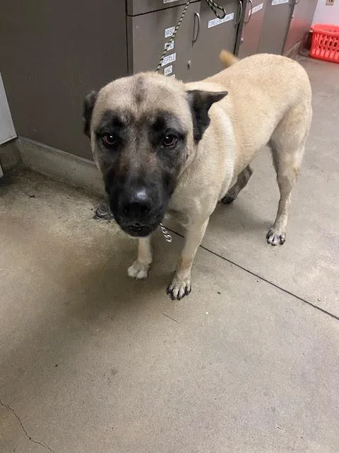 A young large-sized female German Shepherd Dog dog named Jesse for adoption in Van Nuys, CA