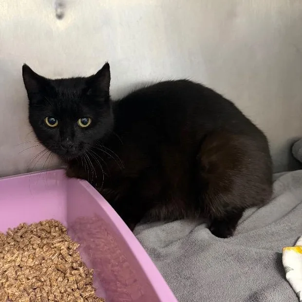 A young medium-sized female Black Domestic Short Hair cat named Eden for adoption in Fall River, MA