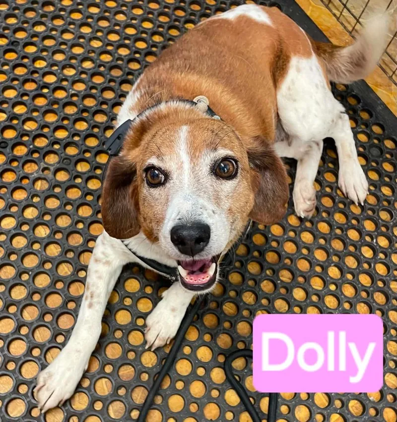 An adult medium-sized female Beagle dog named Dolly for adoption in Mena, AR