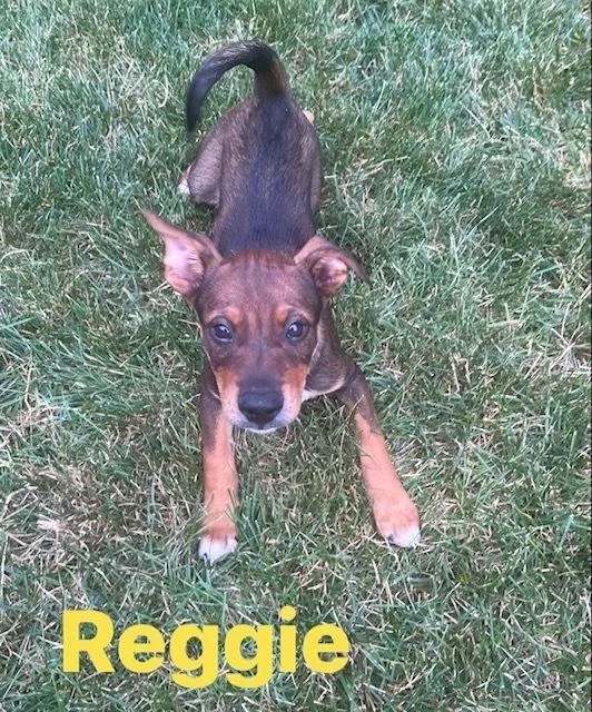 A baby large-sized male Tricolor (Brown, Black, & White) Hound dog named Reggie for adoption in Irwin, PA