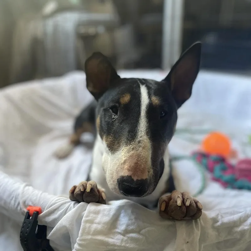 A young medium-sized male Bull Terrier dog named Jockey for adoption in Austin, TX
