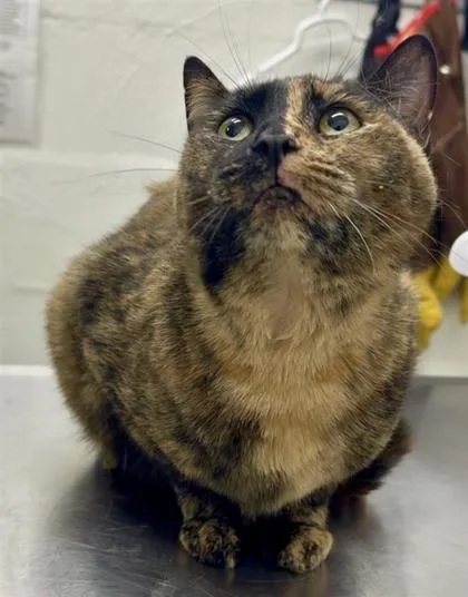 An adult small-sized female Domestic Short Hair cat named Maxine for adoption in Seattle, WA