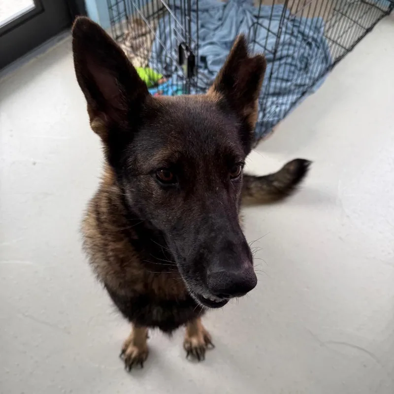 An adult large-sized female Apricot / Beige Shepherd dog named Mom Sammie for adoption in LOXAHATCHEE, FL