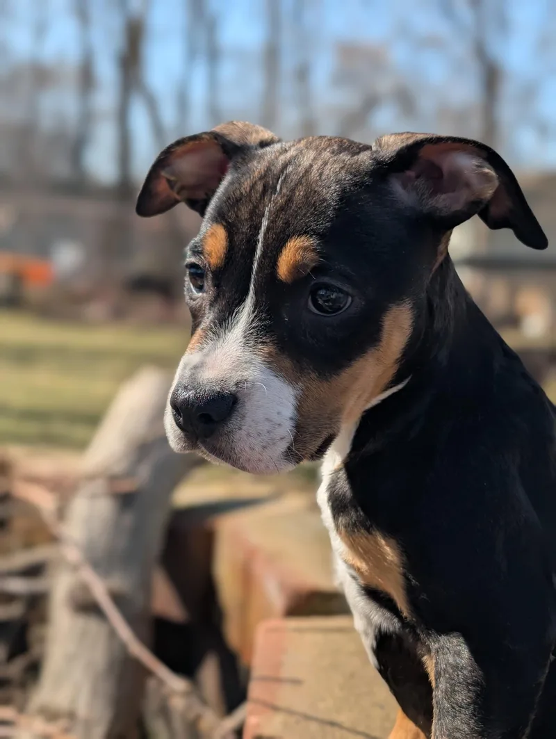 Bluebell thumbnail 4