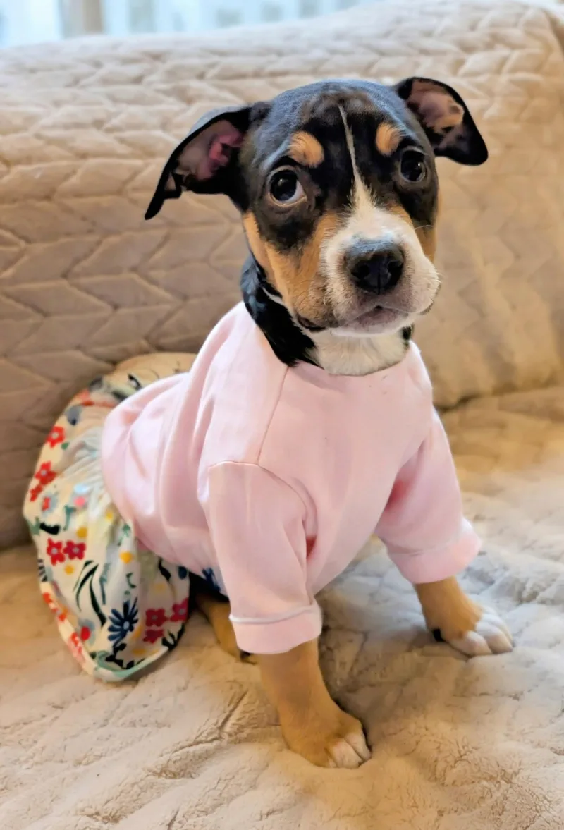 Bluebell thumbnail 6