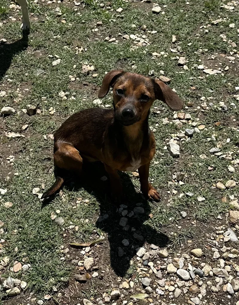 Daisy