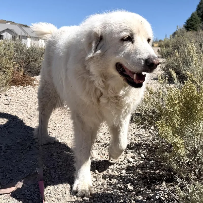 An adult large-sized female Great Pyrenees dog named Dandelion for adoption in Park City, UT
