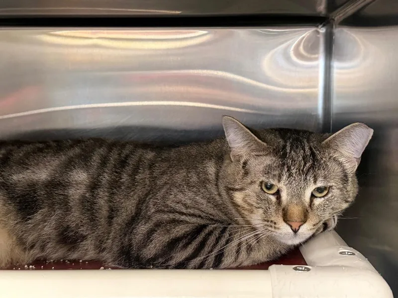 A young medium-sized male Domestic Short Hair cat named Bruce for adoption in Fort Oglethorpe, GA